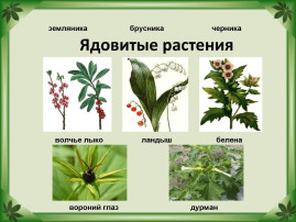 Отравление ядовитыми растениями Отравление ядовитыми растениями.