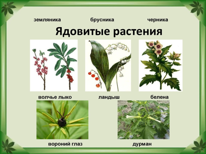 Отравление ядовитыми растениями Отравление ядовитыми растениями.
